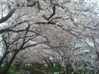 引地台の千本桜