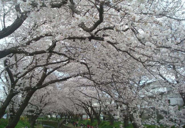 引地台の千本桜