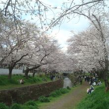 大和市内の千本桜