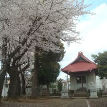 3月末、桜が咲いていました