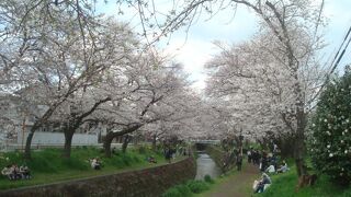 引地川沿いに桜並木あり