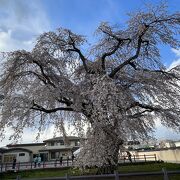 枝垂れ桜が美しい