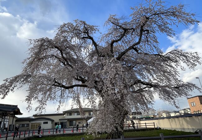 枝垂れ桜が美しい