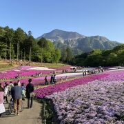 例年よりはやい芝桜