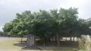 見事なガジュマル