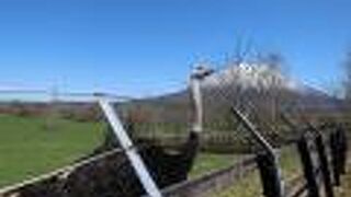 めちゃくちゃ可愛い