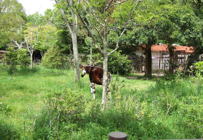 （再訪）世界三大珍獣のオカピがいます