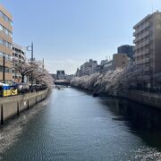 桜の名所