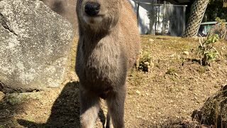 鹿さんずっとこのままで