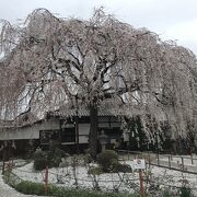 大きく枝を伸ばす姿が美しいシダレ桜