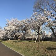 土手沿い咲いた桜が真っ盛りでとてもきれい