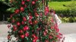 ネモフィラが見頃です