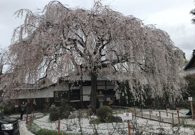 大きく枝を伸ばす姿が美しいシダレ桜