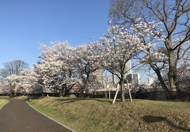 土手沿い咲いた桜が真っ盛りでとてもきれい