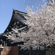 多宝塔などが建ち並ぶ広い境内を満開の桜