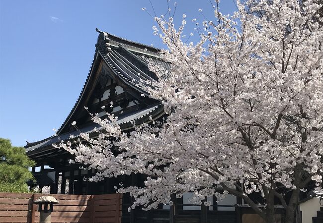 多宝塔などが建ち並ぶ広い境内を満開の桜