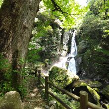 樹高43ｍの大イチョウが手前にある。