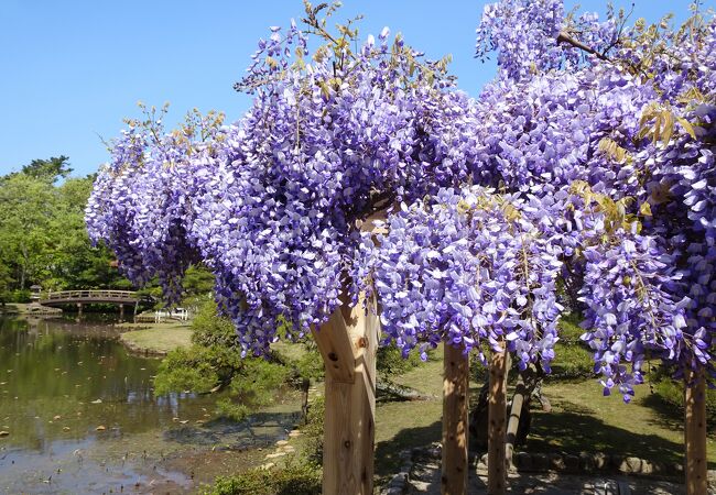 ボリュームたっぷりの藤の花が見事