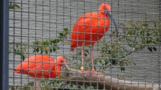 貴重なトキに出会える