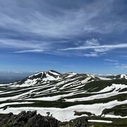 初夏のゼブラが絶景