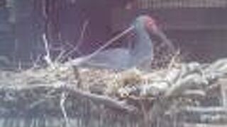 繁殖期は羽がグレーに変身！