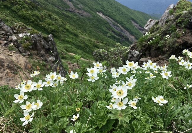 お花の季節もいい