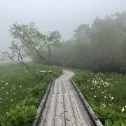 高山植物の宝庫