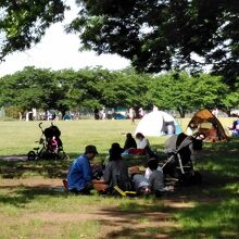 木陰でピクニック