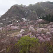 桜の時期はここから （梵字川渓谷）