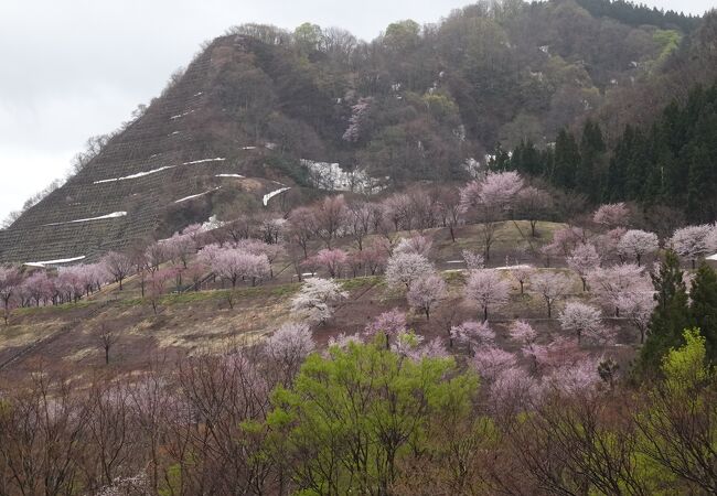 桜の時期はここから （梵字川渓谷）