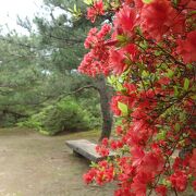 金沢の裏山。花木が楽しめる。ひろい公園です。