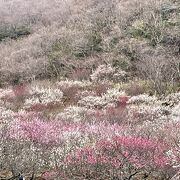 梅が見事