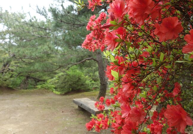 金沢の裏山。花木が楽しめる。ひろい公園です。