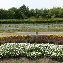 パンジー、ビオラ、ネモフィラ