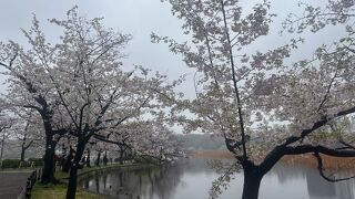 東京有数のお花見スポットです