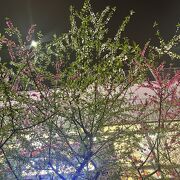 紅白の桃が咲いていました