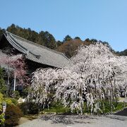 境内にある樹齢150年を超えるシダレ桜