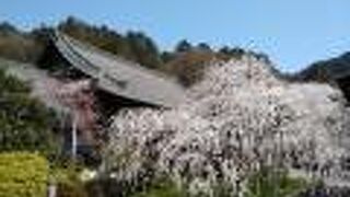 境内にある樹齢150年を超えるシダレ桜