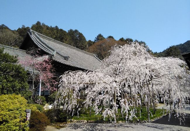 境内にある樹齢150年を超えるシダレ桜