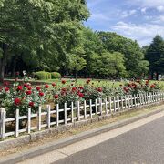 【代々木公園のバラ】