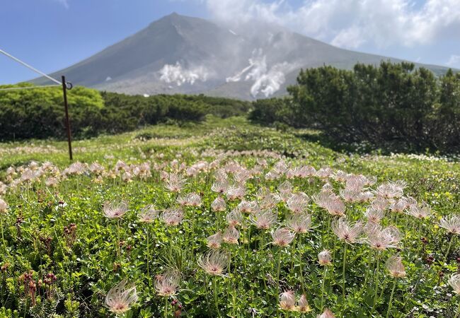 旭平