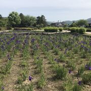 紫色のきれいなあやめの花