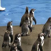 久々の水族館。大人も十分楽しめる。