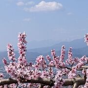 [一部訂正] 甲府盆地, 八ヶ岳, 南アルプスの眺めが素晴らしい。3～4月の桜 & 桃の花の季節は圧巻♪