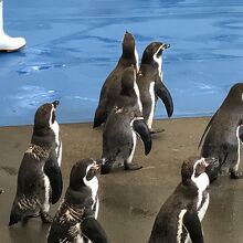 ペンギンのお散歩