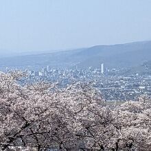 満開の桜と、後方には甲府の街並み。少し春霞がかかっています。