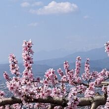 桃の花と、後方には春霞でうっすらと、八ヶ岳の山並みが♪