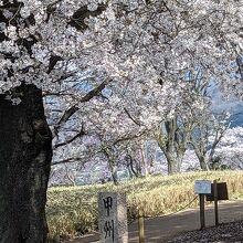 甲州蚕影桜(こかげざくら)。山梨の桜の名木の1つです♪ 