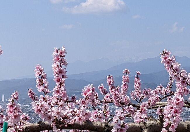 [一部訂正] 甲府盆地, 八ヶ岳, 南アルプスの眺めが素晴らしい。3～4月の桜 & 桃の花の季節は圧巻♪