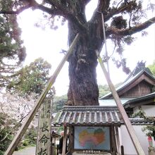 弘法大師のお手植えの長命杉